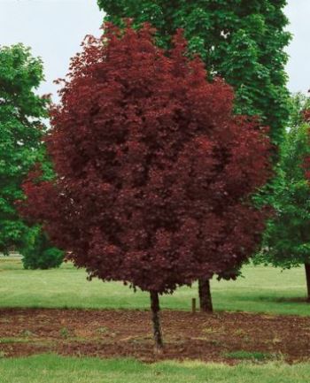 ΣΦΕΝΔΑΜΟΣ  ΚΟΚΚΙΝΟΣ (Acer platanoides 'Crimson Sentry')